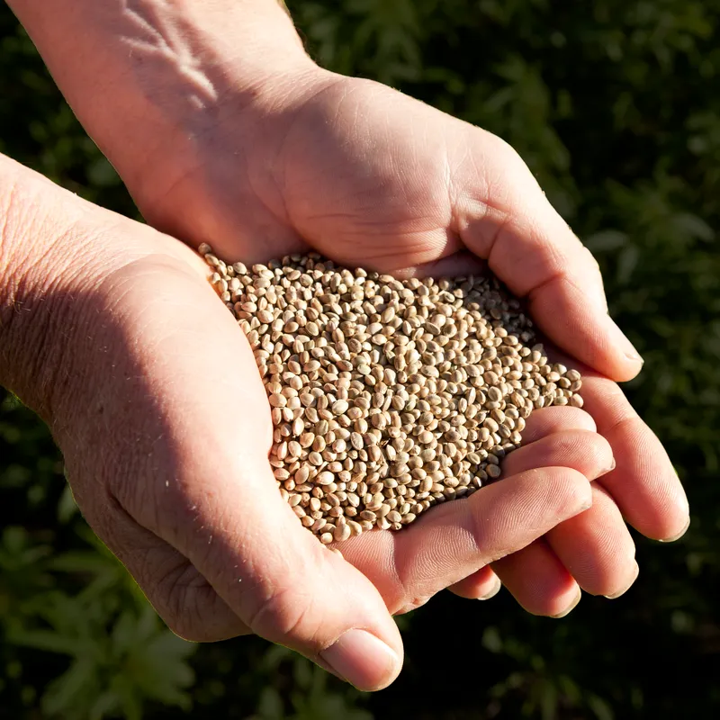 پاکسازی طبیعی عروق با کنجد